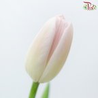 Tulip - Pink (9-10 Stems)-Pink-Thailand-prflorist.com.my