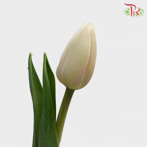 Tulip - Snow Lady (10 Stems)-10 Stems-Thailand-prflorist.com.my
