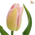Tulip - Soft Pink Tone (5 Stems / 10 Stems)-Netherland-prflorist.com.my