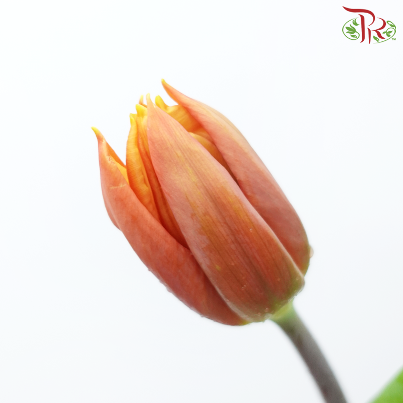 Tulip