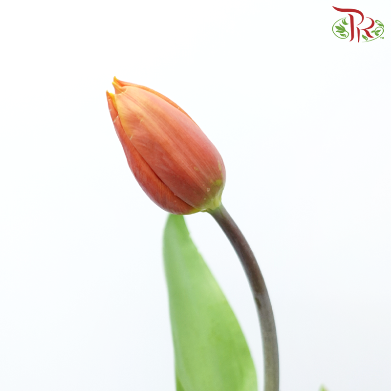 Tulip