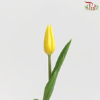 Tulip - Strong Gold (5 Stems / 10 Stems)-China-prflorist.com.my