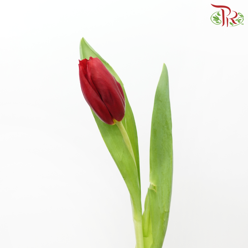 Tulip - Surrender (5 Stems / 10 Stems)-Netherland-prflorist.com.my