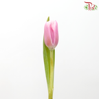 Tulip - Tea Rose Pink (5 Stems / 10 Stems)-China-prflorist.com.my