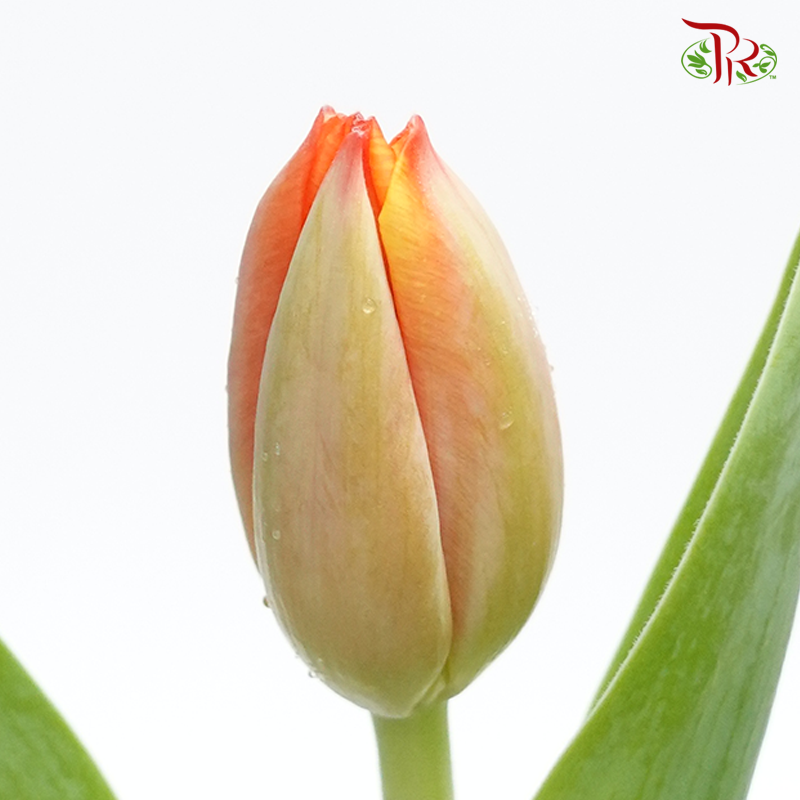 Tulip -Time Out (5 Stems / 10 Stems)-Netherland-prflorist.com.my