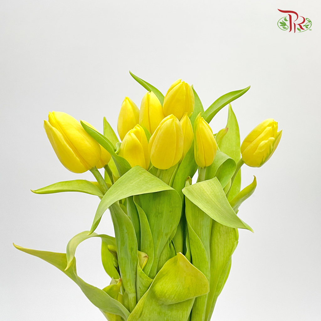 Tulip - Yellow Flight (Light Yellow) (5 Stems / 10 Stems)-Netherland-prflorist.com.my