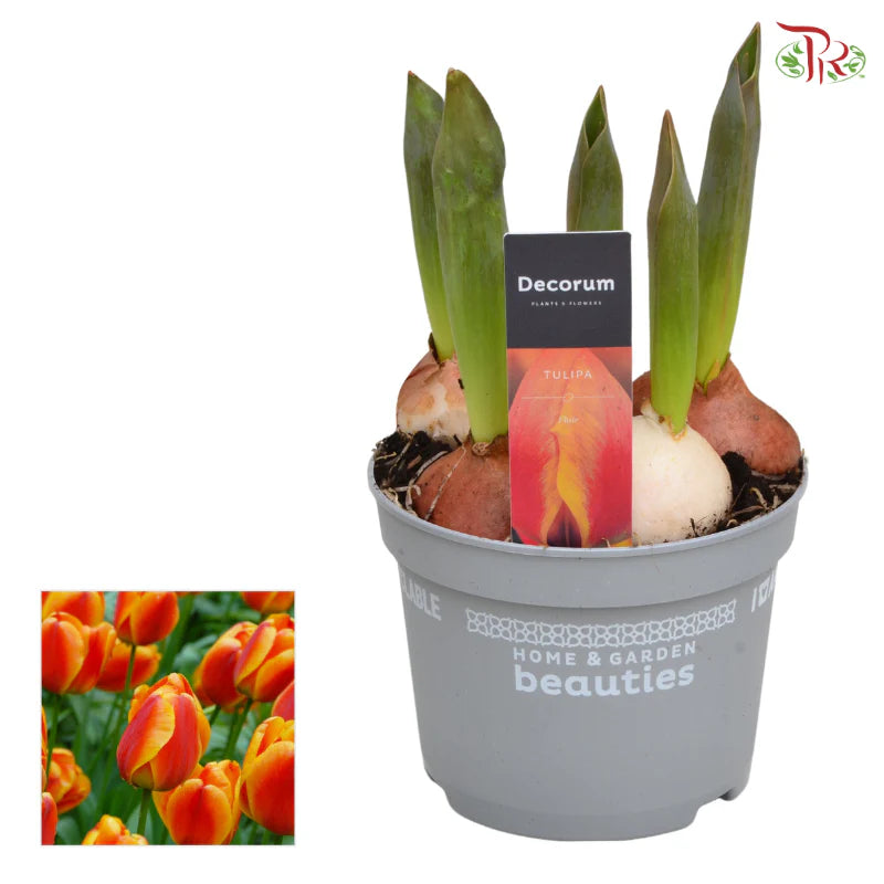 Tulipa mix 《郁金香》