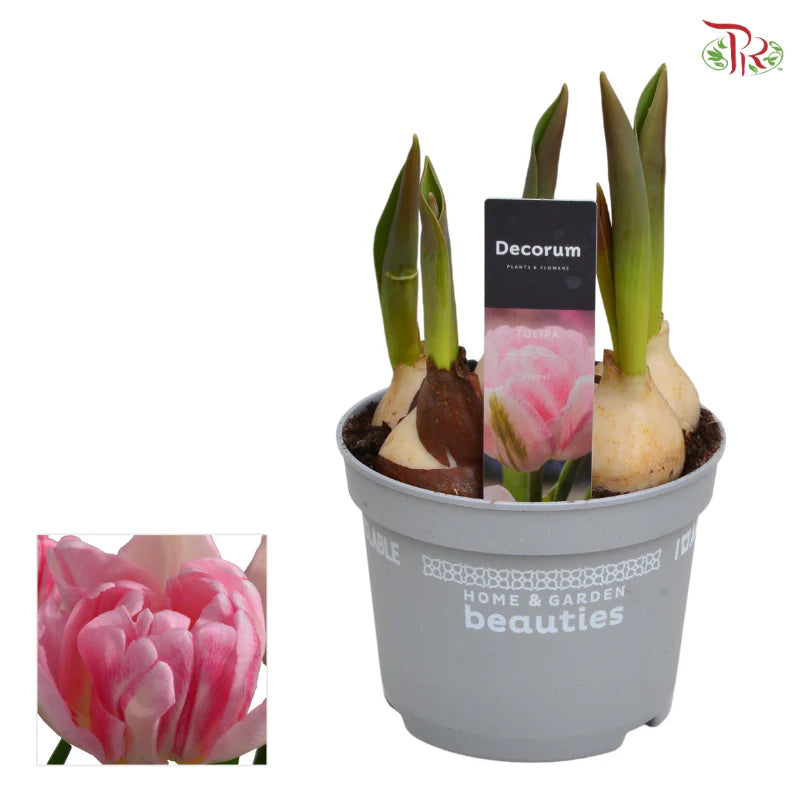 Tulipa mix 《郁金香》