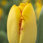 Tulipa mix 《郁金香》