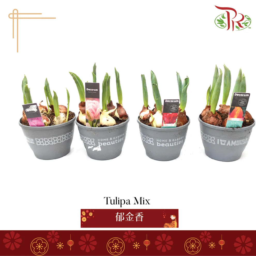 Tulipa mix 《郁金香》