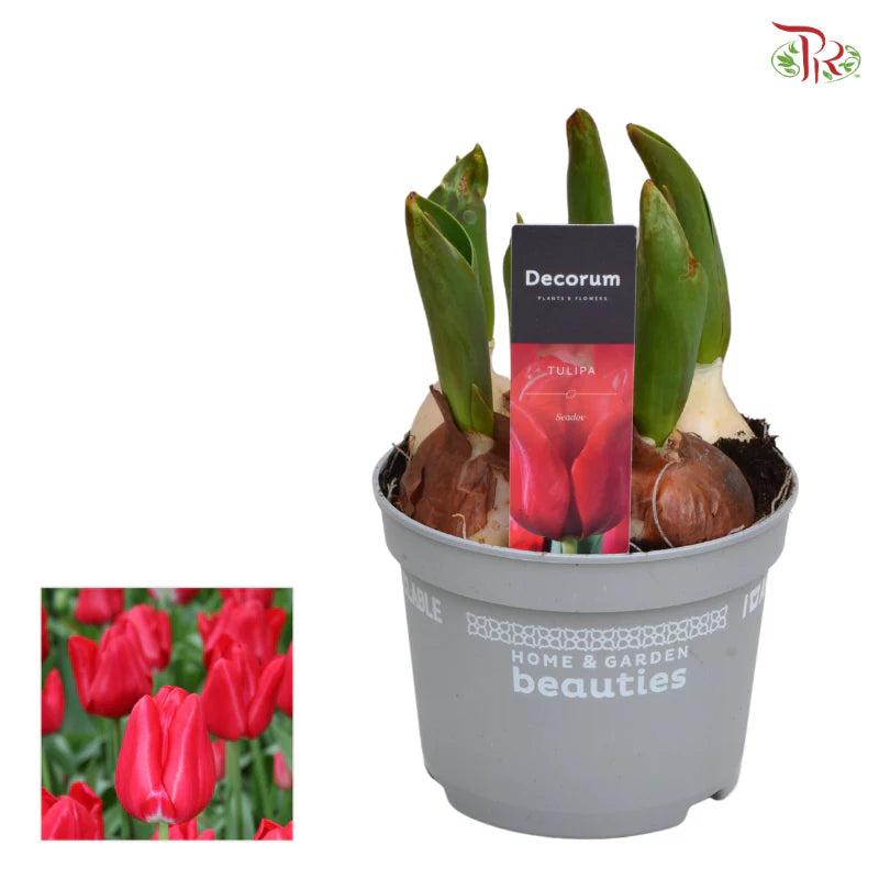 Tulipa mix 《郁金香》