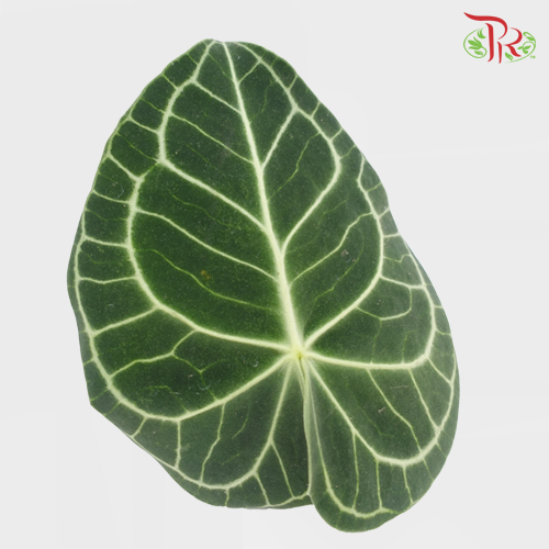 Turtle Leaf - S (10 Stems)-Green-Malaysia-prflorist.com.my