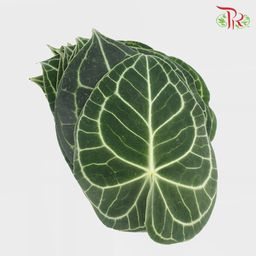 Turtle Leaf - S (10 Stems)-Green-Malaysia-prflorist.com.my