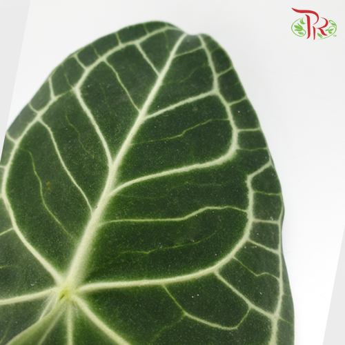 Turtle Leaf - S (10 Stems)-Green-Malaysia-prflorist.com.my