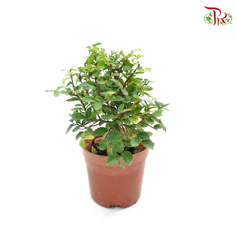 Ulmus Pumila 《骆驼榆》-Pudu Ria Florist-prflorist.com.my