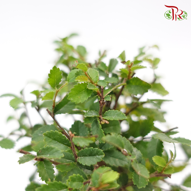 Ulmus Pumila 《骆驼榆》-Pudu Ria Florist-prflorist.com.my