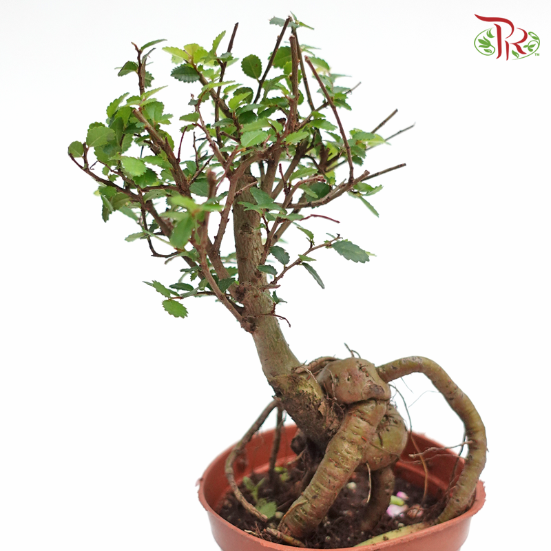Ulmus Pumila《骆驼榆》