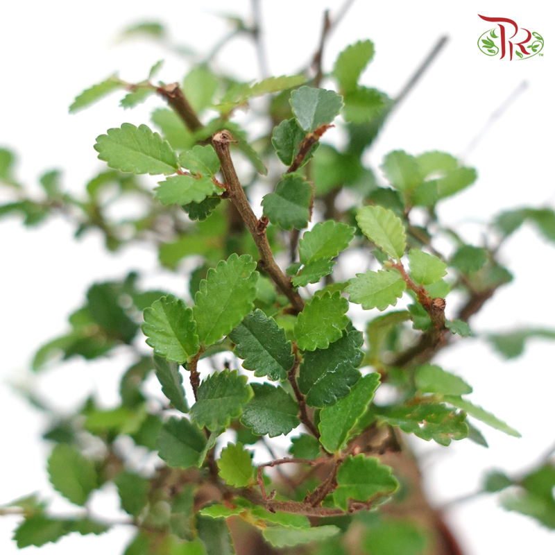 Ulmus Pumila《骆驼榆》