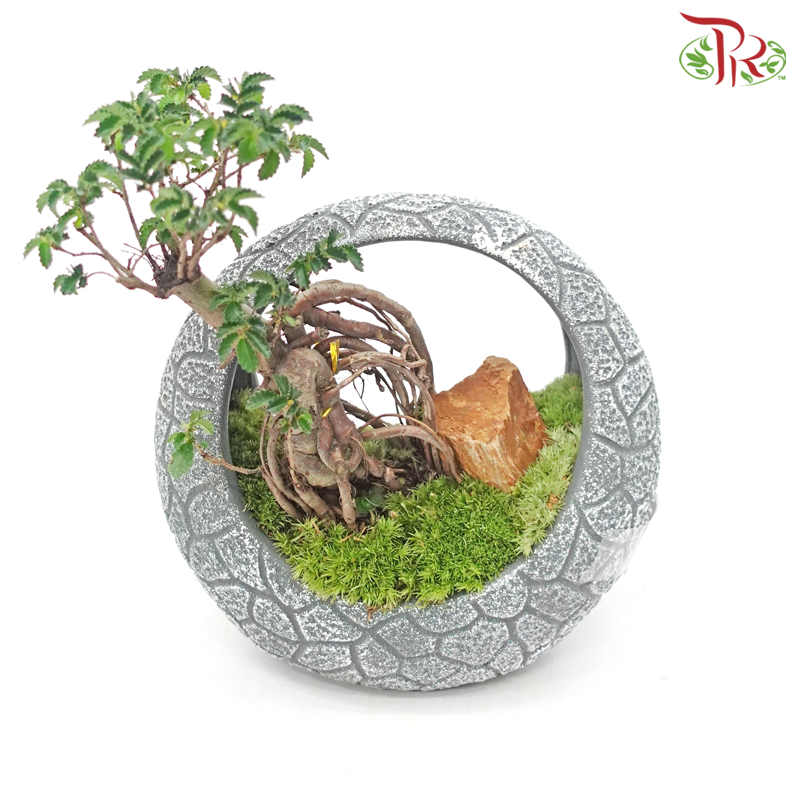 Ulmus Pumila Plant Arrangement《骆驼榆》