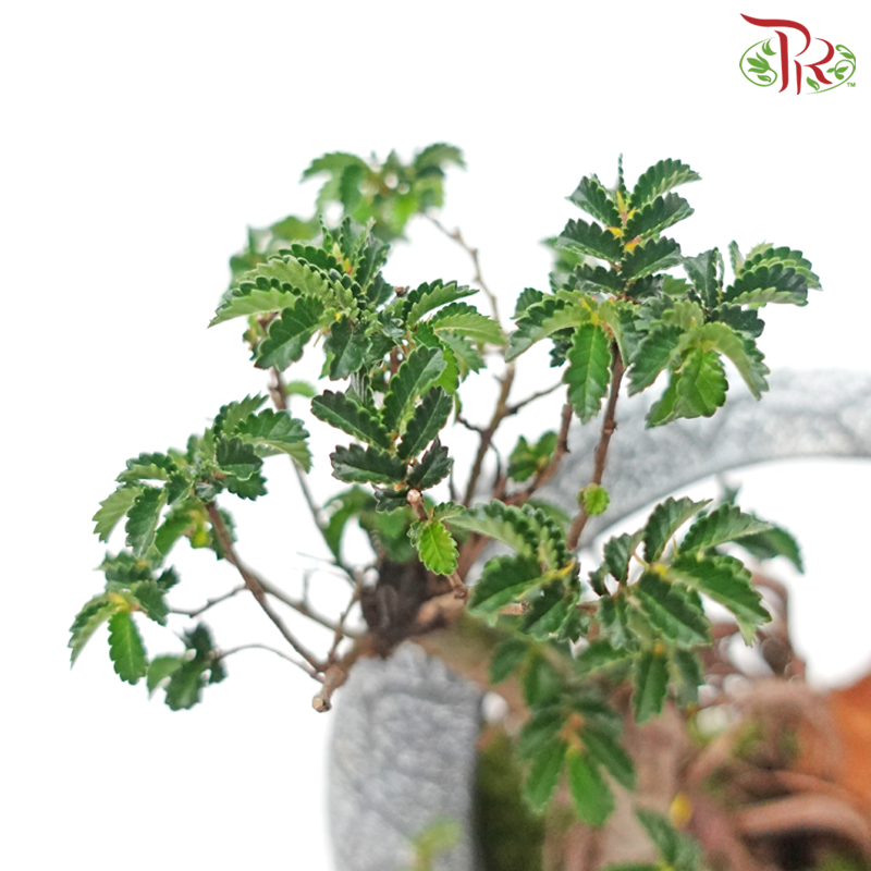 Ulmus Pumila Plant Arrangement《骆驼榆》