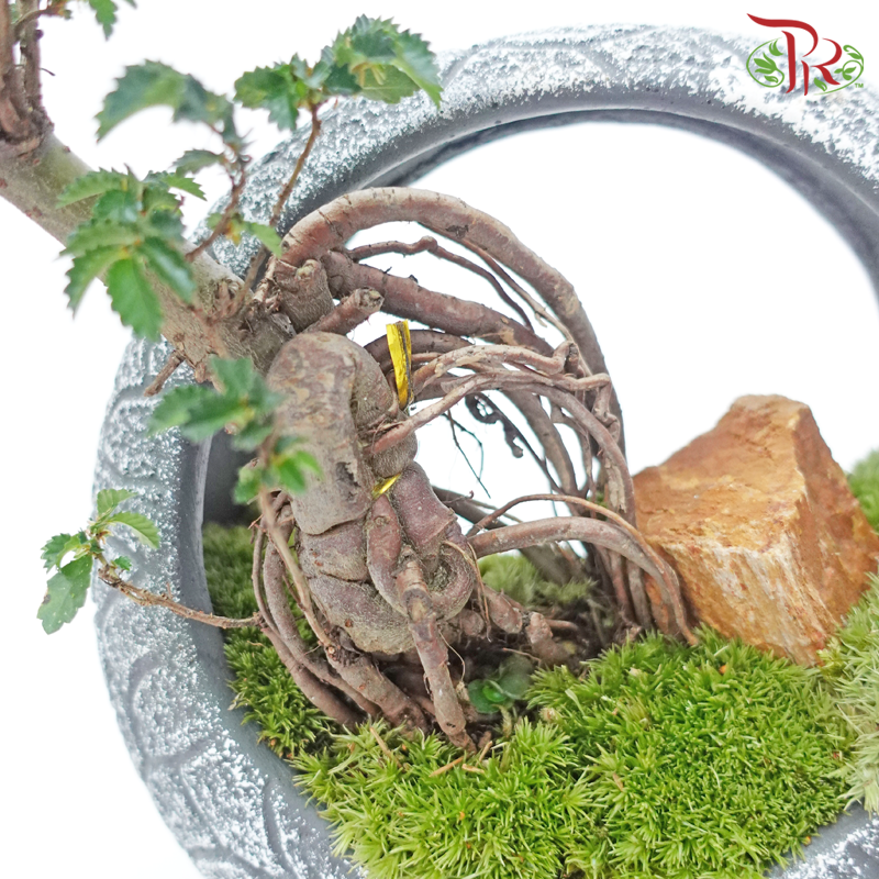 Ulmus Pumila Plant Arrangement《骆驼榆》