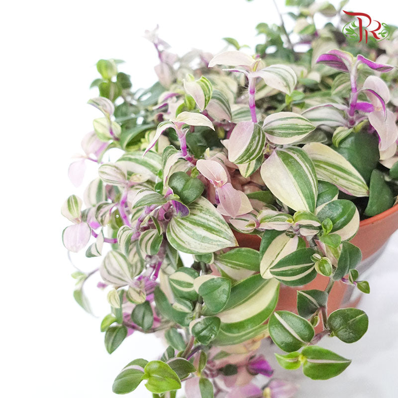 Tradescantia Flum Quadricolour 《四色白花紫露草》(10cm) - Pudu Ria Florist