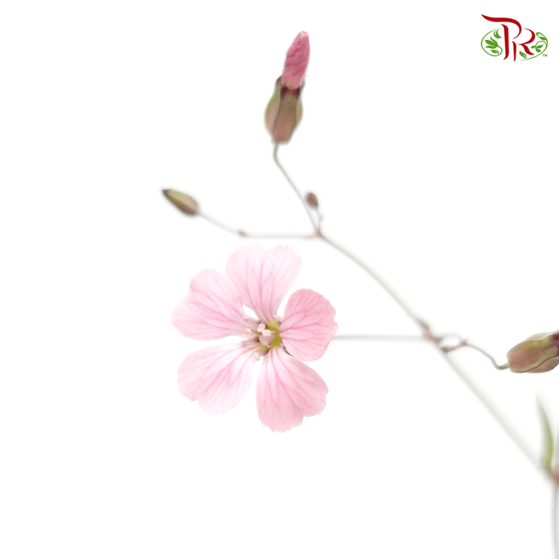 Vaccaria Hispanica- Pink (5 Stems) *Fragile-Import-prflorist.com.my