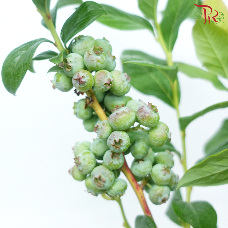 Vaccinium (2 Stems)-Japan-prflorist.com.my