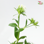 Verbena Hybrid - (Per Bunch)-White-China-prflorist.com.my