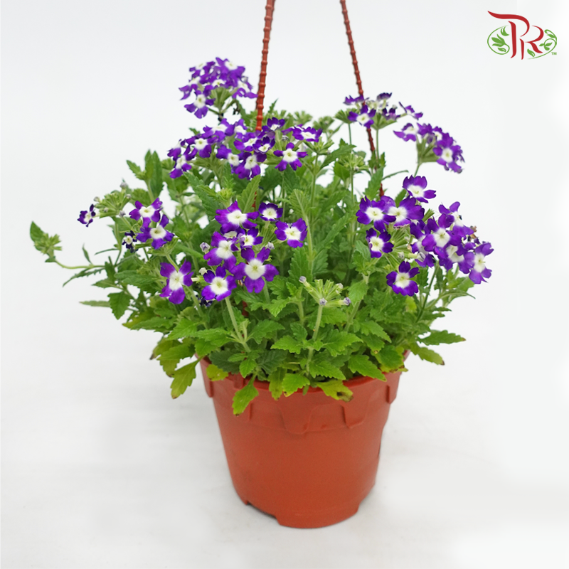 Verbena《马鞭草》(Randomly Selected)-Pudu Ria Florist-prflorist.com.my