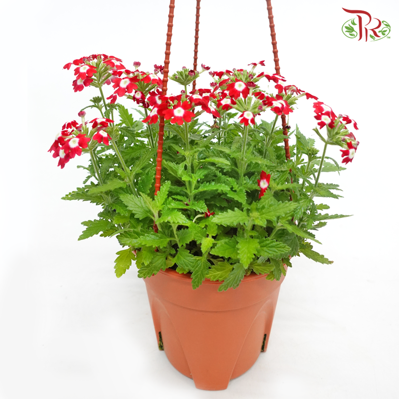 Verbena《马鞭草》(Randomly Selected)-Pudu Ria Florist-prflorist.com.my
