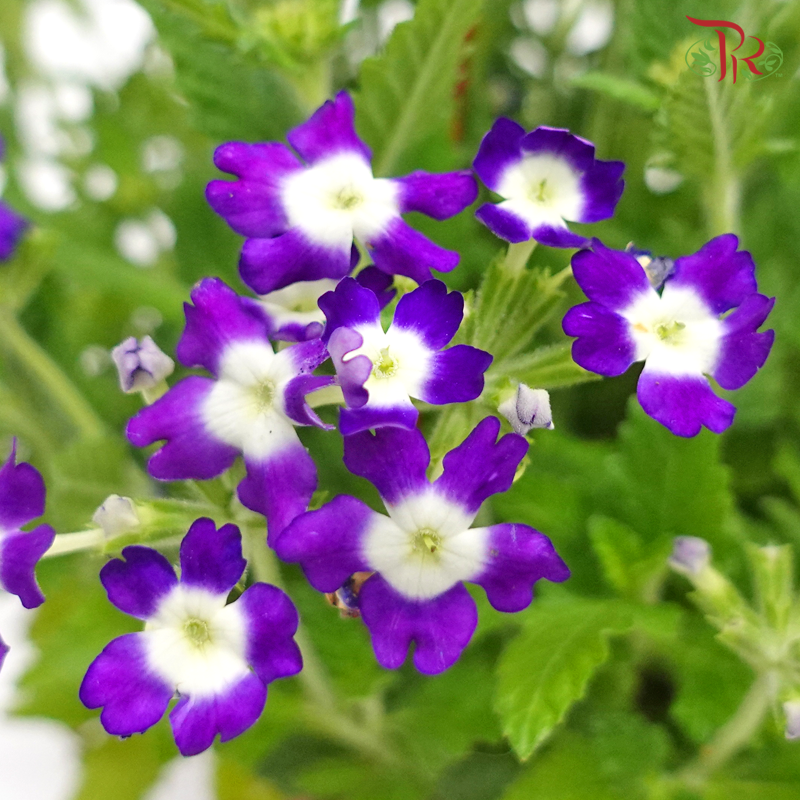 Verbena《马鞭草》(Randomly Selected)-Pudu Ria Florist-prflorist.com.my