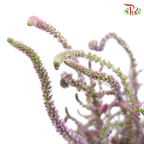 Veronica - Dusty Purple (Per Bunch)-Purple-China-prflorist.com.my