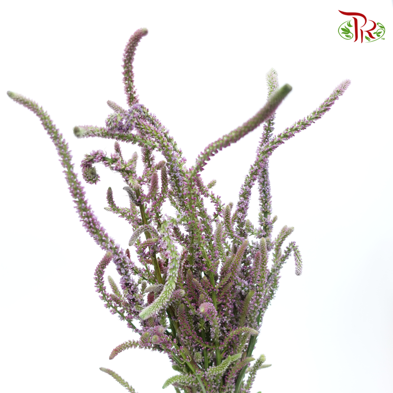 Veronica - Dusty Purple (Per Bunch)-Purple-China-prflorist.com.my