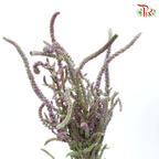 Veronica - Dusty Purple (Per Bunch)-Purple-China-prflorist.com.my
