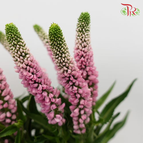 Veronica - Pink (10 Stems)-Pink-Vietnam-prflorist.com.my
