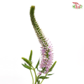 Veronica - Pink (Per Bunch)-China-prflorist.com.my