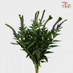 Veronica - Purple (10 Stems)-Purple-China-prflorist.com.my