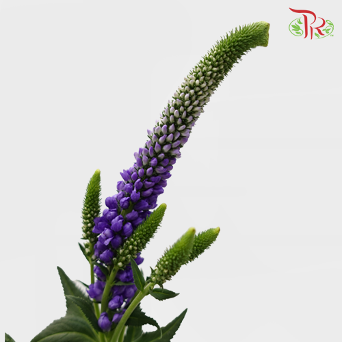 Veronica - Purple (5 Stems)-Purple-Netherland-prflorist.com.my