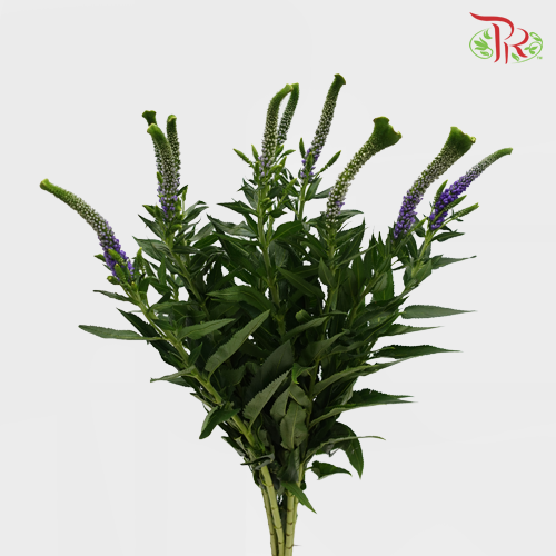 Veronica - Purple (5 Stems)-Purple-Netherland-prflorist.com.my
