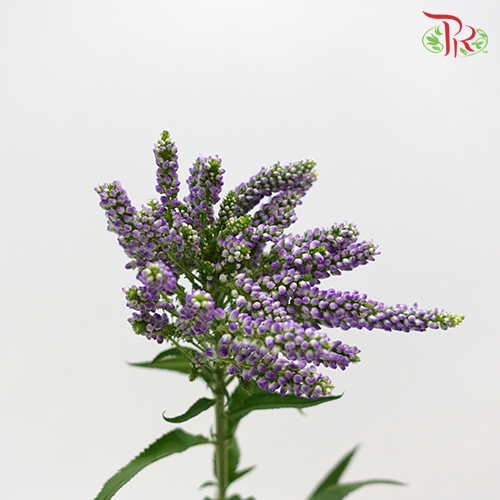 Veronica Spray - (5 Stems)-Netherland-prflorist.com.my