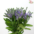 Veronica Spray - Bombastique (10 Stems)-Purple-Vietnam-prflorist.com.my