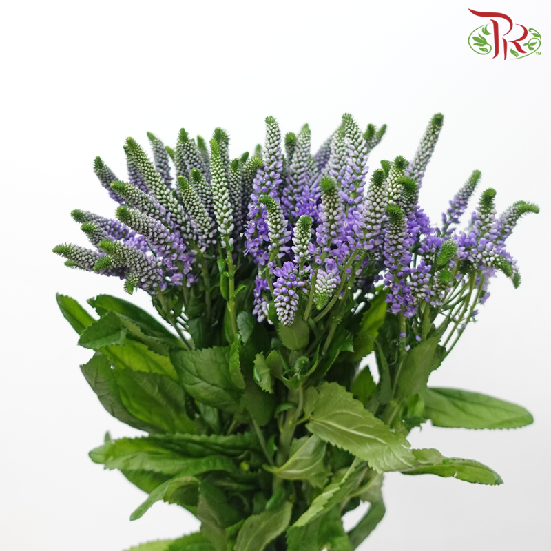 Veronica Spray - Bombastique (10 Stems)-Purple-Vietnam-prflorist.com.my
