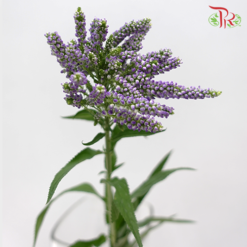 Veronica Spray-Purple-China-prflorist.com.my