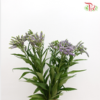 Veronica Spray-Purple-China-prflorist.com.my