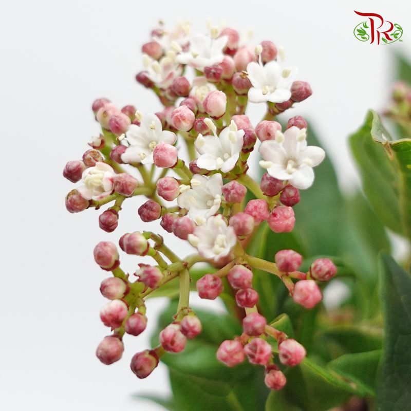 Viburnum Flower 地中海莱蒾- Pink (Per Bunch)-Pink-China-prflorist.com.my