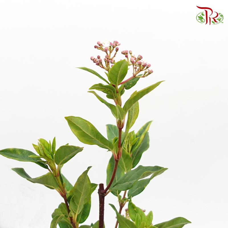 Viburnum Flower 地中海莱蒾- Pink (Per Bunch)-Pink-China-prflorist.com.my