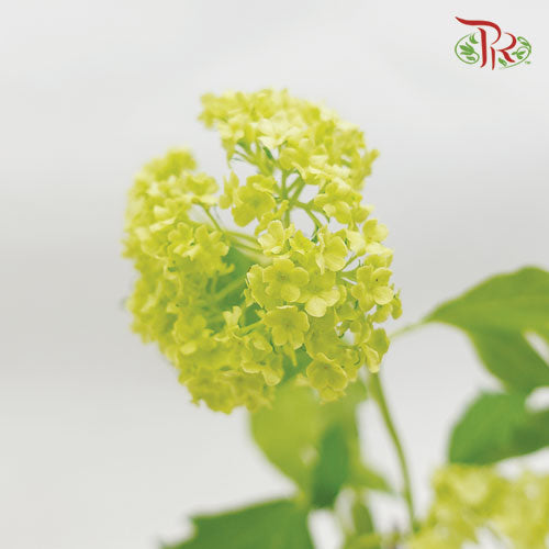 Viburnum Green 60cm - (5 Stems)-Green-Netherland-prflorist.com.my