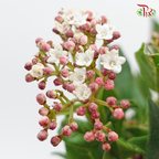Viburnum Berry - (Per Bunch) - Pudu Ria Florist