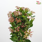 Viburnum Berry - (Per Bunch) - Pudu Ria Florist
